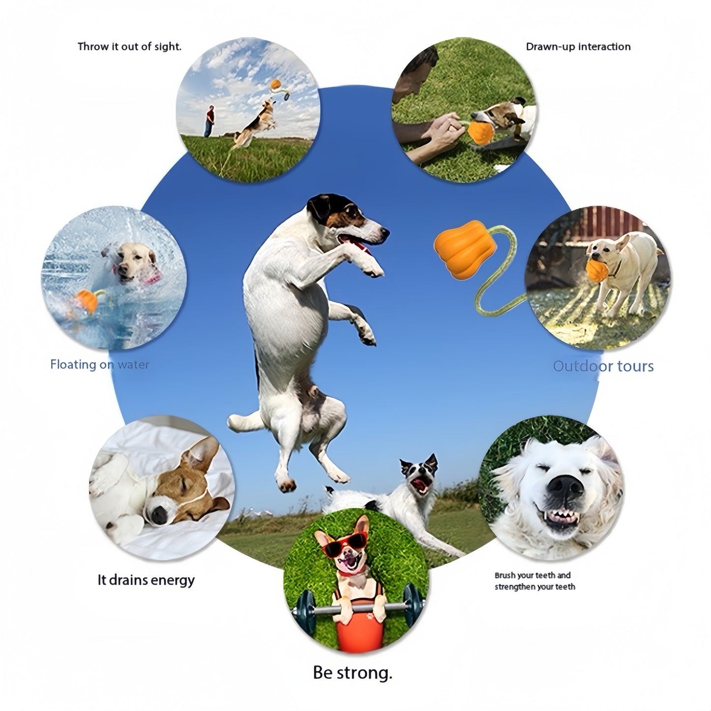 Crixal Luxury Dog Box – Limited Edition (Blue or Black, Pumpkin or Bone Toy)
